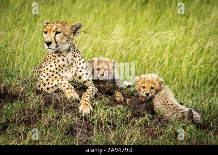 Female cheetah (Acinonyx jubatus) lies on mound with two cubs, Grumeti Serengeti Tented Camp, Serengeti National Park; Tanzania Stock Photo