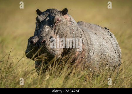 Hippo (Hippopotamus amphibius) stands in long grass facing camera, Grumeti Serengeti Tented Camp, Serengeti National Park; Tanzania