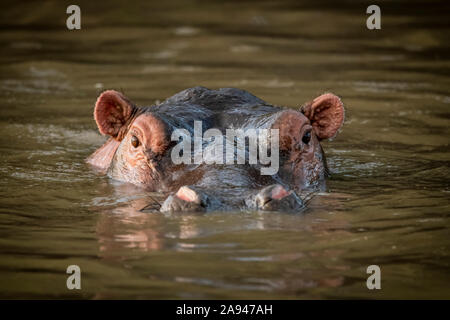 Hippo (Hippopotamus amphibius) stands in water staring at camera, Grumeti Serengeti Tented Camp, Serengeti National Park; Tanzania