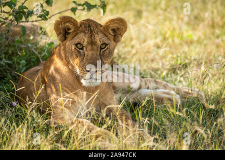 Lion cub (Panthera leo) lies in shade of bush, Grumeti Serengeti Tented Camp, Serengeti National Park; Tanzania Stock Photo
