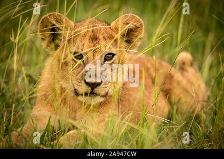 Lion cub (Panthera leo) lies staring in long grass, Grumeti Serengeti Tented Camp, Serengeti National Park; Tanzania Stock Photo