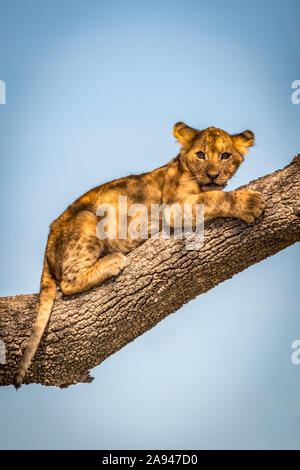 Lion cub (Panthera leo) eyes camera lying on branch, Grumeti Serengeti Tented Camp, Serengeti National Park; Tanzania Stock Photo