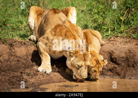 Lioness and cub (Panthera leo) drink from muddy pool, Cottar's 1920s Safari Camp, Maasai Mara National Reserve; Kenya Stock Photo
