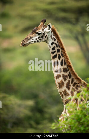 Masai giraffe (Giraffa camelopardalis tippelskirchii) pokes head out from bush, Klein's Camp, Serengeti National Park; Tanzania Stock Photo