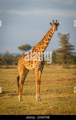 Masai giraffe (Giraffa camelopardalis tippelskirchii) stands staring in golden hour, Cottar's 1920s Safari Camp, Maasai Mara National Reserve; Kenya Stock Photo