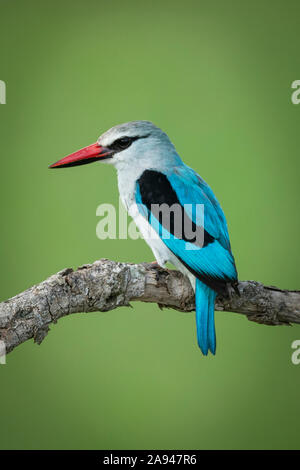 Woodland kingfisher (Halcyon senegalensis) on branch with blurred background, Grumeti Serengeti Tented Camp, Serengeti National Park; Tanzania Stock Photo