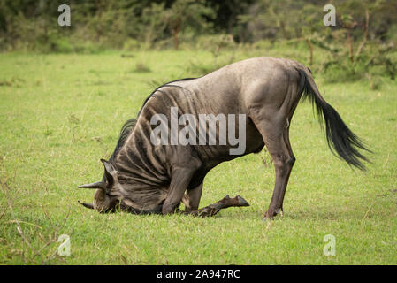 Wildebeest (Connochaetes taurinus) rests head on ground in savannah, Klein's Camp, Serengeti National Park; Tanzania