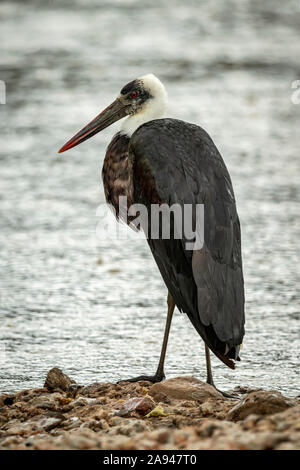 Woolly-necked stork (Ciconia episcopus) stands on shingle by river, Grumeti Serengeti Tented Camp, Serengeti National Park; Tanzania Stock Photo