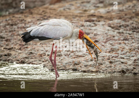 Yellow-billed stork (Mycteria ibis) stands in shallows eating fish, Grumeti Serengeti Tented Camp, Serengeti National Park; Tanzania Stock Photo