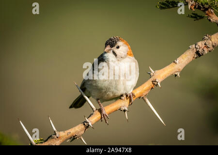 Speckle-fronted weaver (Sporopipes frontalis) on thorny branch eyeing camera, Klein's Camp, Serengeti National Park; Tanzania Stock Photo