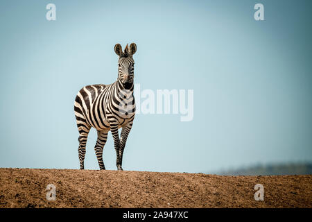 Plains zebra (Equus quagga) stands on ridge in sun, Grumeti Serengeti Tented Camp, Serengeti National Park; Tanzania