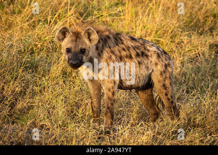 Spotted hyena (Crocuta crocuta) stands looking straight at camera, Cottar's 1920s Safari Camp, Maasai Mara National Reserve; Kenya Stock Photo