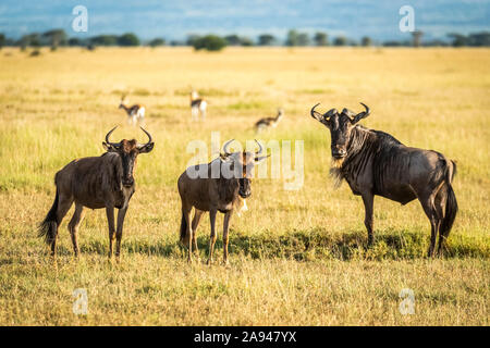 Three blue wildebeest (Connochaetes taurinus) stand staring at camera, Grumeti Serengeti Tented Camp, Serengeti National Park; Tanzanai Stock Photo