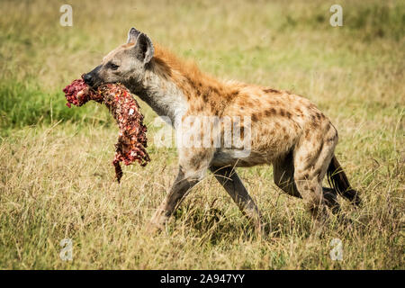 Spotted hyena (Crocuta crocuta) carries bloody bone across grass, Grumeti Serengeti Tented Camp, Serengeti National Park; Tanzania Stock Photo