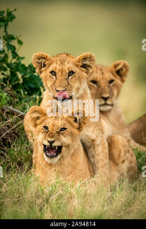 Three lion cubs (Panthera leo) lie together by bush, Cottar's 1920s Safari Camp, Maasai Mara National Park; Kenya