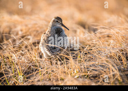 Pectoral Sandpiper (Calidris melanotos) in breeding plumage with inflated chest pouch near Utqiagvik (formerly Barrow) on Alaska's North Slope Stock Photo