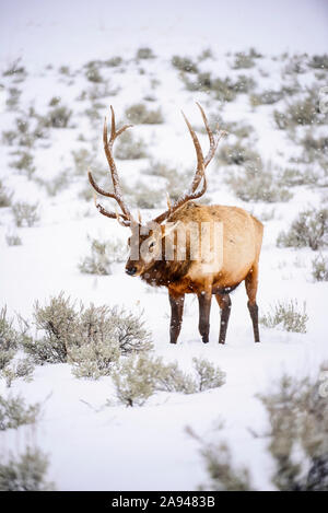 Large bull Elk (Cervus canadensis) with majestic antlers standing in winter snowstorm in Yellowstone National Park; Wyoming, United States of America Stock Photo