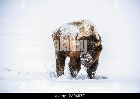 American Bison bull (Bison bison) with head turned toward viewer and covered with falling snow in the Firehole River Valley, Yellowstone National Park Stock Photo