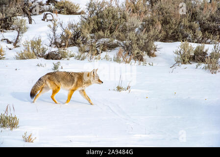 Coyote (Canis latrans) trotting across a snowy meadow on a sunny winter day in Yellowstone National Park; Wyoming United States of America Stock Photo