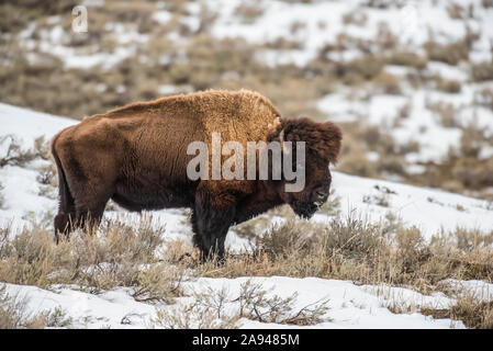 American Bison bull (Bison bison) with heavy winter coast on a snowy hillside in the Lamar Valley, Yellowstone National Park Stock Photo