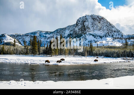 Winter landscape with American Bison (Bison bison) grazing along the banks of the Madison River in Yellowstone National Park Stock Photo