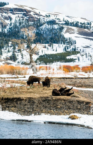 American Bison (Bison bison) bull wallowing on the bank of the Lamar River with two bulls grazing in the background in Yellowstone National Park Stock Photo