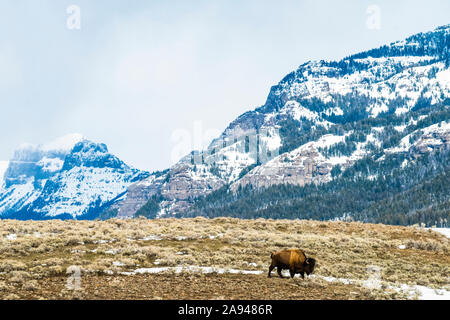 American Bison (Bison bison) bull walking across snowy landscape with majestic mountains in the background in the Lamar Valley, Yellowstone Nationa... Stock Photo