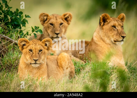 Three lion cubs (Panthera leo) lie framed by bushes, Cottar's 1920s Safari Camp, Maasai Mara National Reserve; Kenya