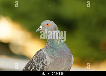Racing pigeon ( columba livia domestica ) with green feather around neck looking behind. Stock Photo