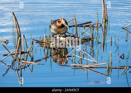 Red-necked Grebe (Podiceps grisegena) settles on its eggs in a nest anchored in cattails in a pond near Fairbanks; Alaska, United States of America Stock Photo