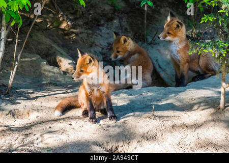 Three Red fox (Vulpes vulpes) kits at their den burrow near Fairbanks; Alaska, United States of America Stock Photo