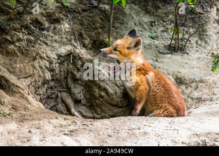 Red fox (Vulpes vulpes) kit yawns as it sits in the entrance of its den burrow near Fairbanks; Alaska, United States of America Stock Photo