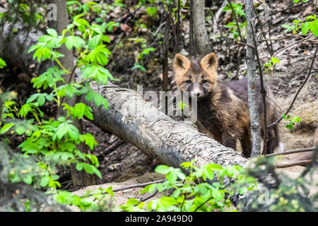 Red fox (Vulpes vulpes) kit, Cross Fox colour phase, peers from the woods near Fairbanks; Alaska, United States of America Stock Photo