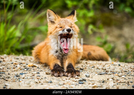 Red fox (Vulpes vulpes) kit yawns as it sits in the entrance of its den burrow near Fairbanks; Alaska, United States of America Stock Photo