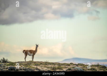 Guanaco (Lama guanicoe) is the primary food source for the puma of Southern Chile; Torres del Paine, Chile Stock Photo