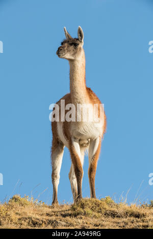 Guanaco (Lama guanicoe) is the primary food source for the puma of Southern Chile; Torres del Paine, Chile Stock Photo