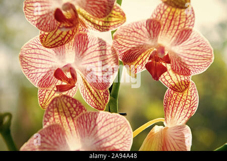 orchid plants orchids indoors blossom growing concept yellow care flower close tips take pink phalaenopsis commonly grown bloom most floral