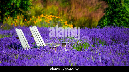 Two chairs sit in the midst of a blossoming lavender field on a lavender farm, Okanagan; British Columbia, Canada Stock Photo