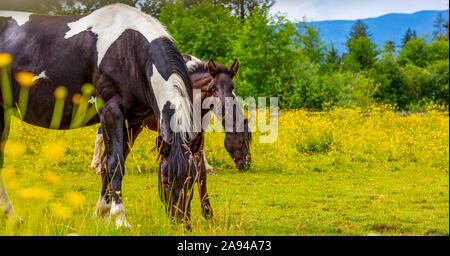 Horses and foal standing together in a pasture; Saskatchewan, Canada Stock Photo