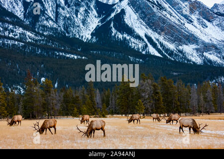 Elk (Cervus canadensis) in Jasper National Park; Alberta, Canada Stock Photo