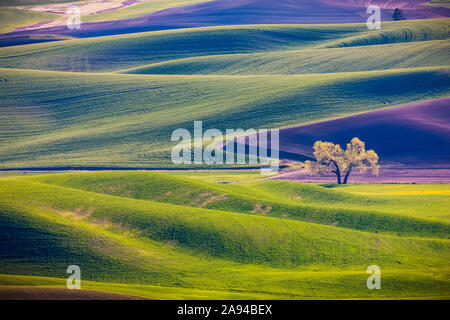 Colourful rolling hills of farmland around the Palouse region in Eastern Washington; Washington, United States of America Stock Photo