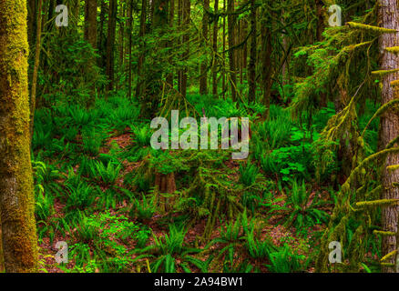 Ferns growing on the forest floor of a rainforest; British Columbia, Canada Stock Photo