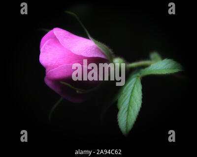Close up of blooming rose bud against black background Stock Photo