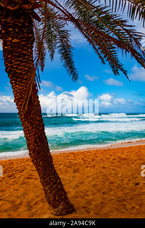 Palm tree on the golden sand and waves of turquoise ocean water rolling into Waikiki Beach; Honolulu, Oahu, Hawaii, United States of America Stock Photo