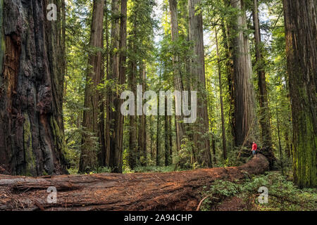 Man standing in the Redwood Forests of Northern California. The trees are massive and reach skyward; California, United States of America Stock Photo