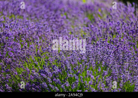 Close-up of lavender plants in bloom on a Lavender farm, Okanagan Valley; British Columbia, Canada Stock Photo