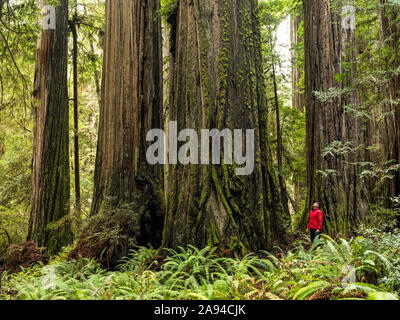 Man standing in the Redwood Forests of Northern California. The trees are massive and reach skyward; California, United States of America Stock Photo