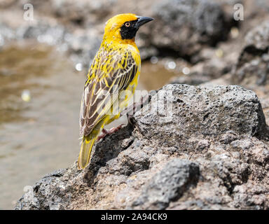 Speke's weaver (Ploceus spekei), Ngorongoro Crater, Ngorongoro Conservation Area; Arusha Region, Tanzania Stock Photo