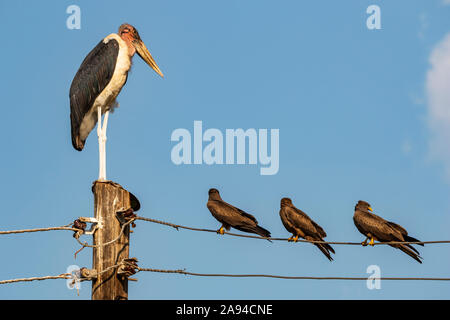 Marabou stork (Leptoptilos crumenifer) and black kites (Milvus migrans) sitting on a power line; Hoima, Western Region, Uganda Stock Photo