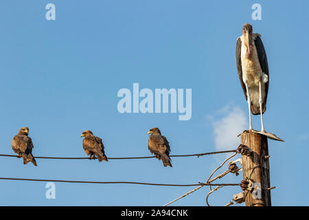 Marabou stork (Leptoptilos crumenifer) and black kites (Milvus migrans) sitting on a power line; Hoima, Western Region, Uganda Stock Photo